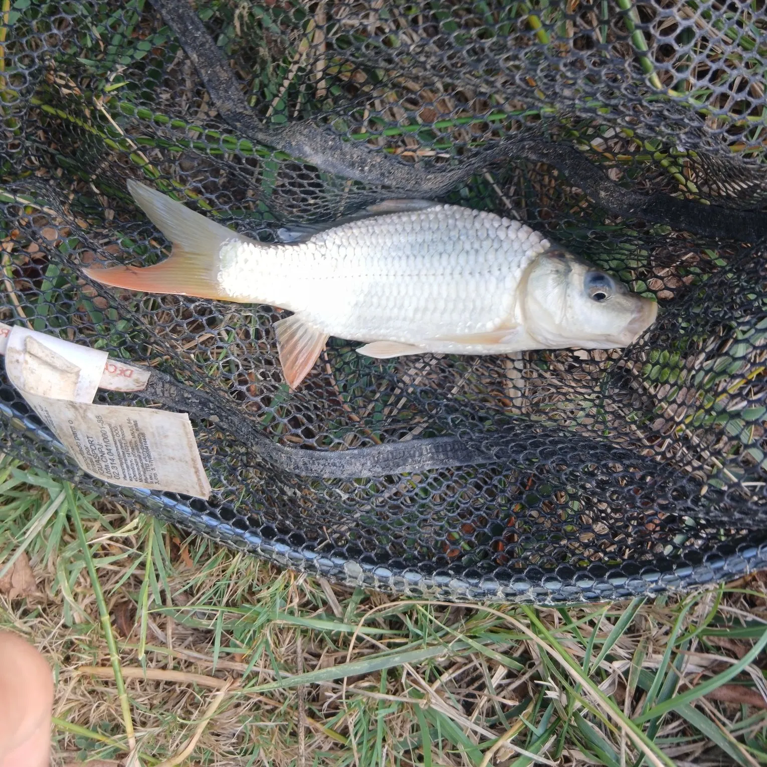 Common carp caught on Fishbrain