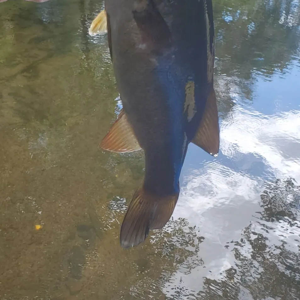 Smallmouth bass caught on Fishbrain