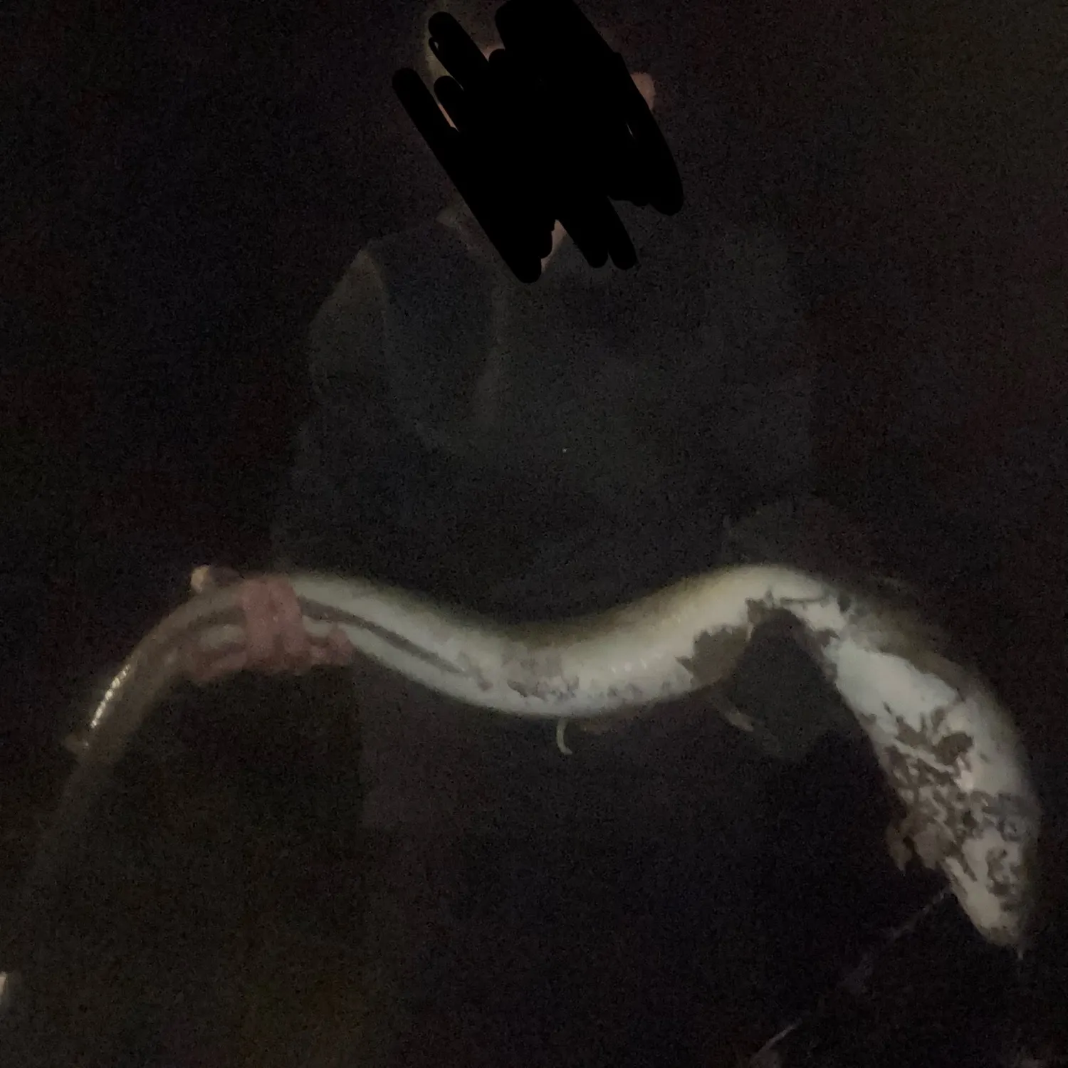most liked catch image