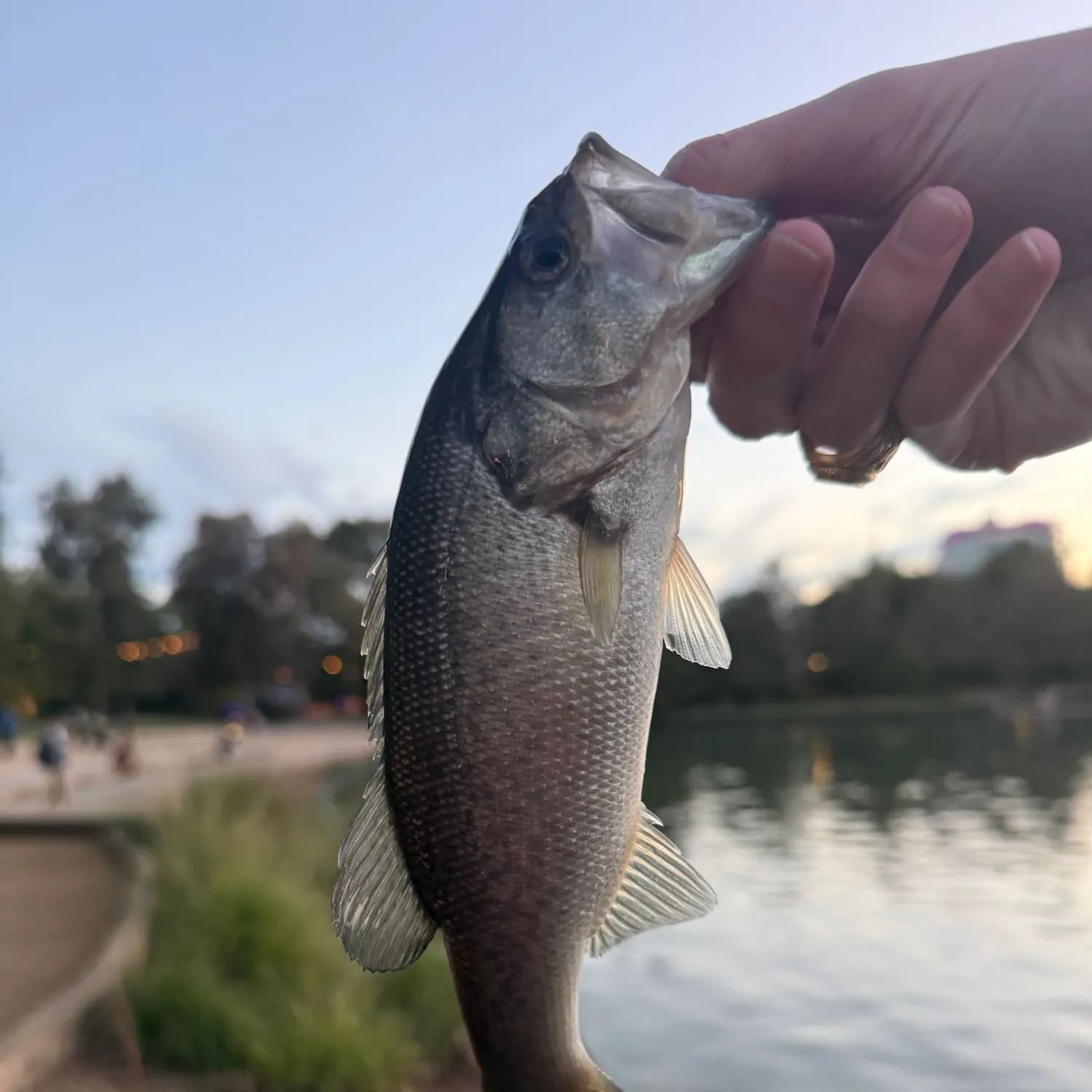catch