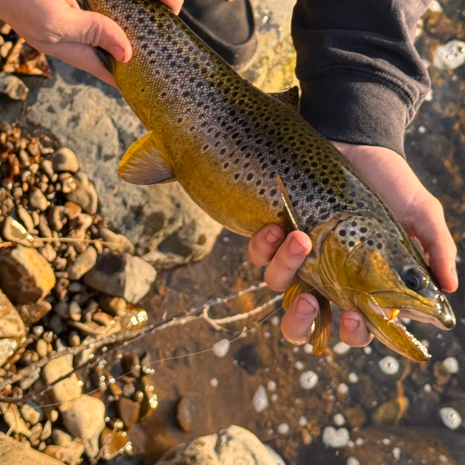 Brown trout caught on Fishbrain