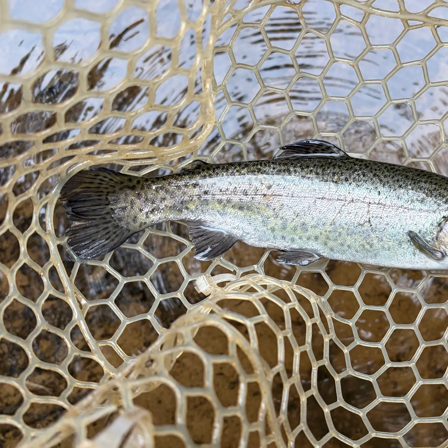 Rainbow trout caught on Fishbrain