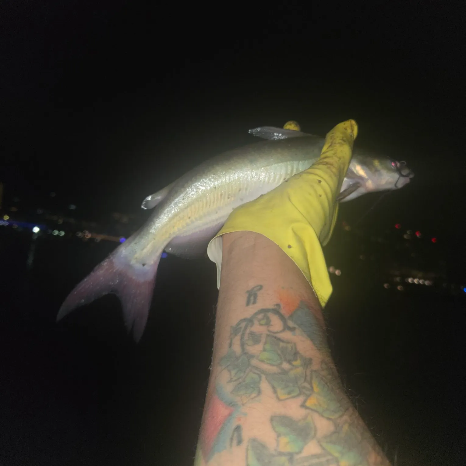 Channel catfish caught on Fishbrain