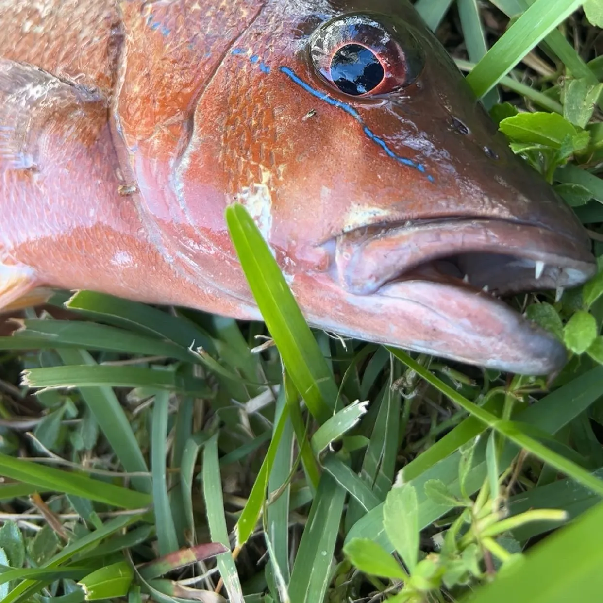 The most recent Dog Snapper catches on Fishbrain