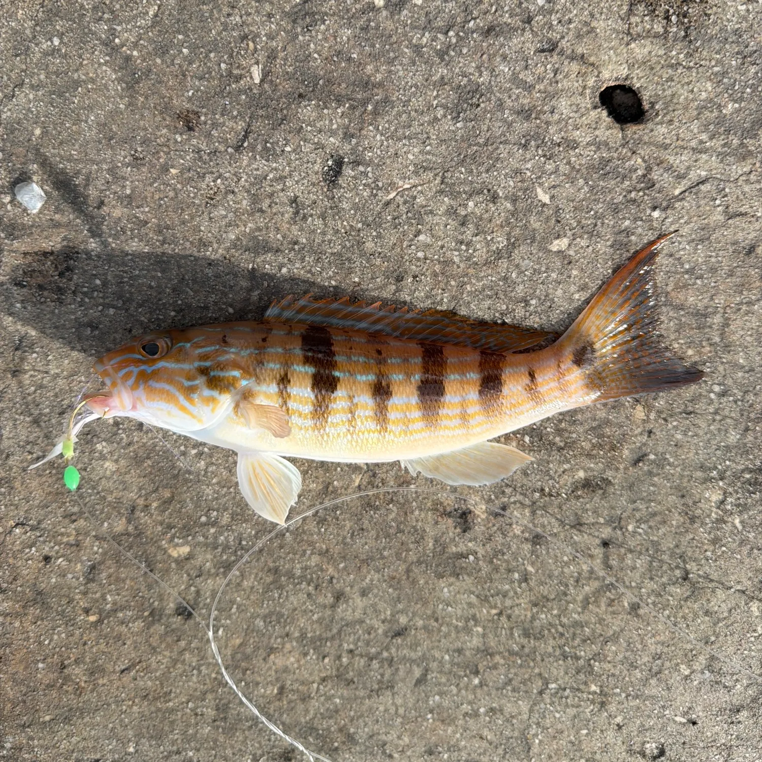 The most recent Sand perch catches on Fishbrain