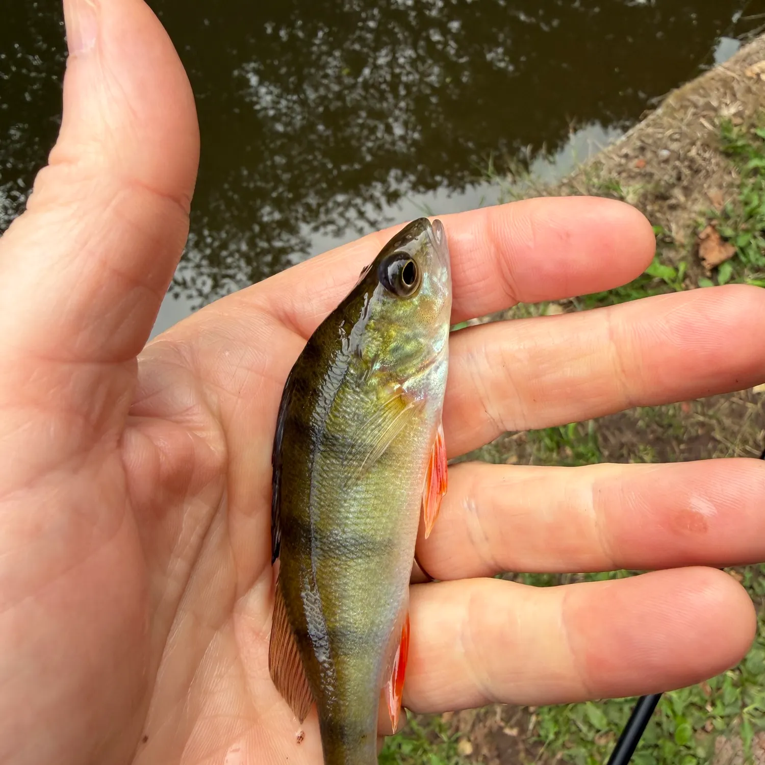 European perch caught on Fishbrain