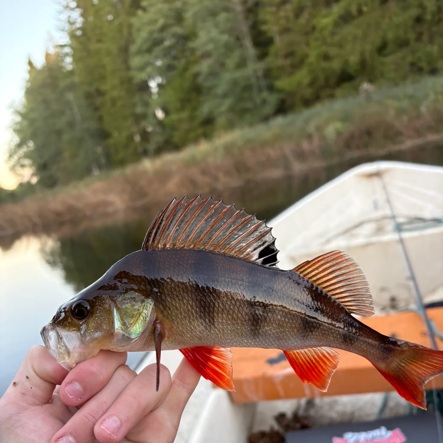 European perch caught on Fishbrain