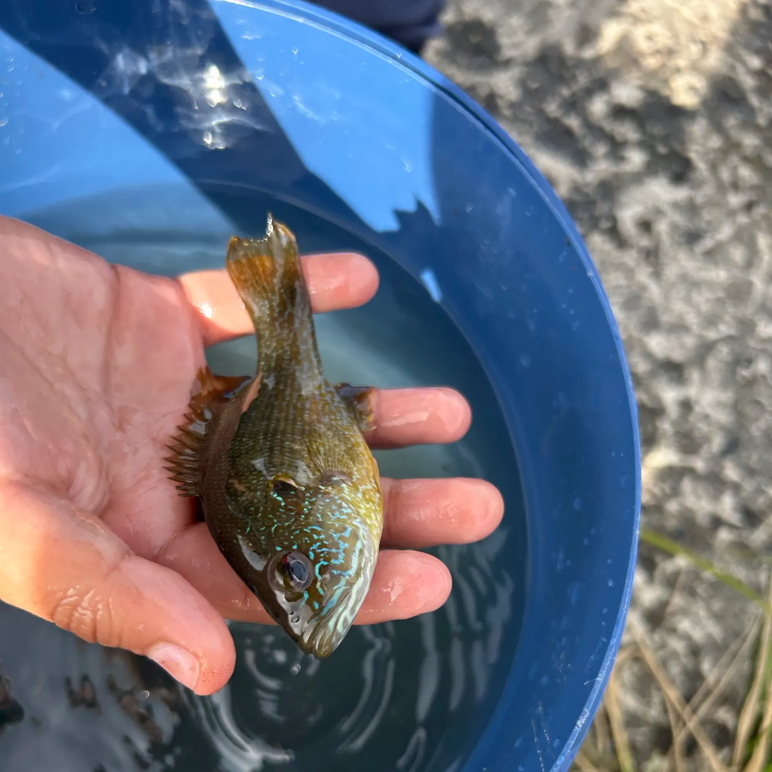 Green sunfish caught on Fishbrain