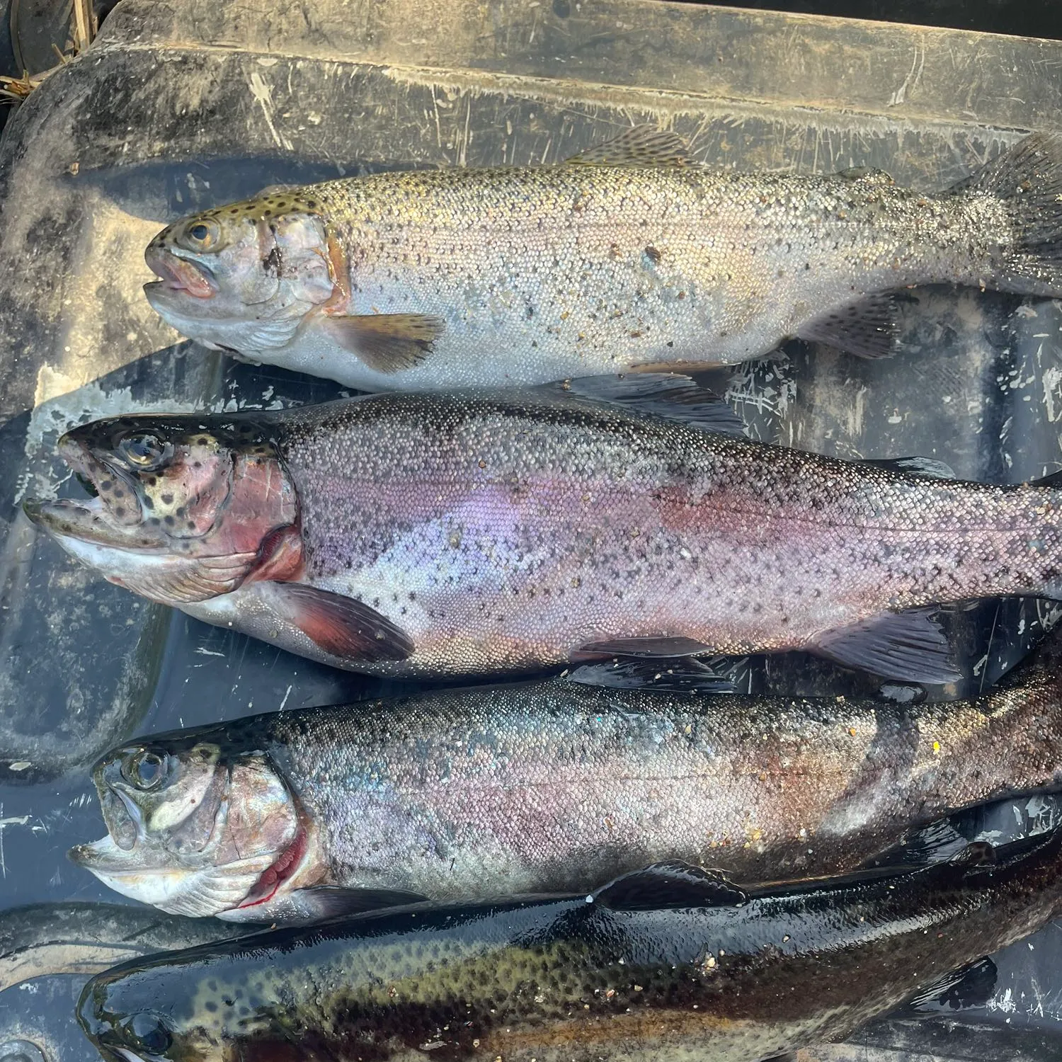 recently logged catches