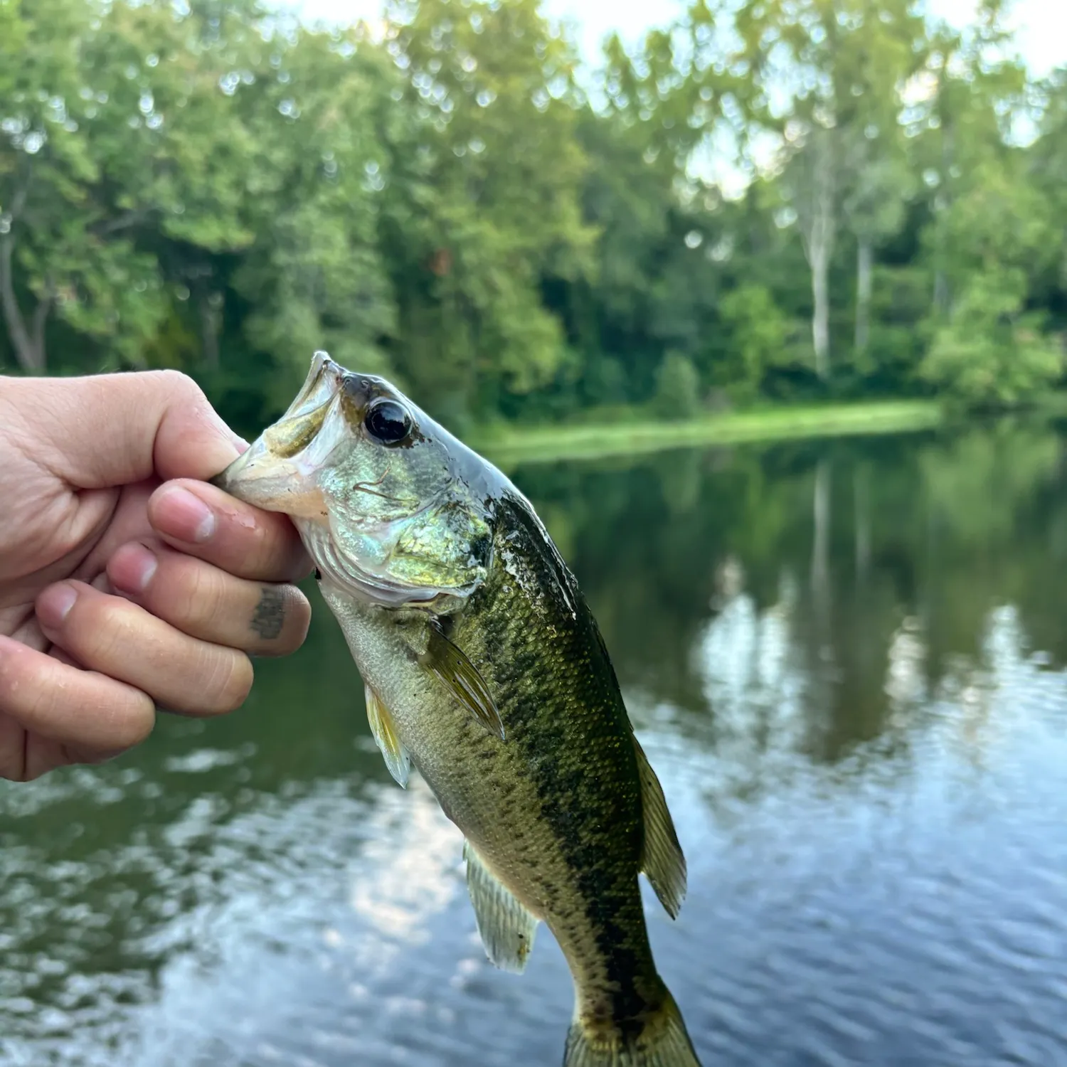 Largemouth bass caught on Fishbrain