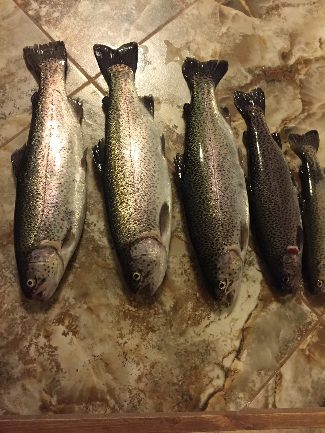 recently logged catches