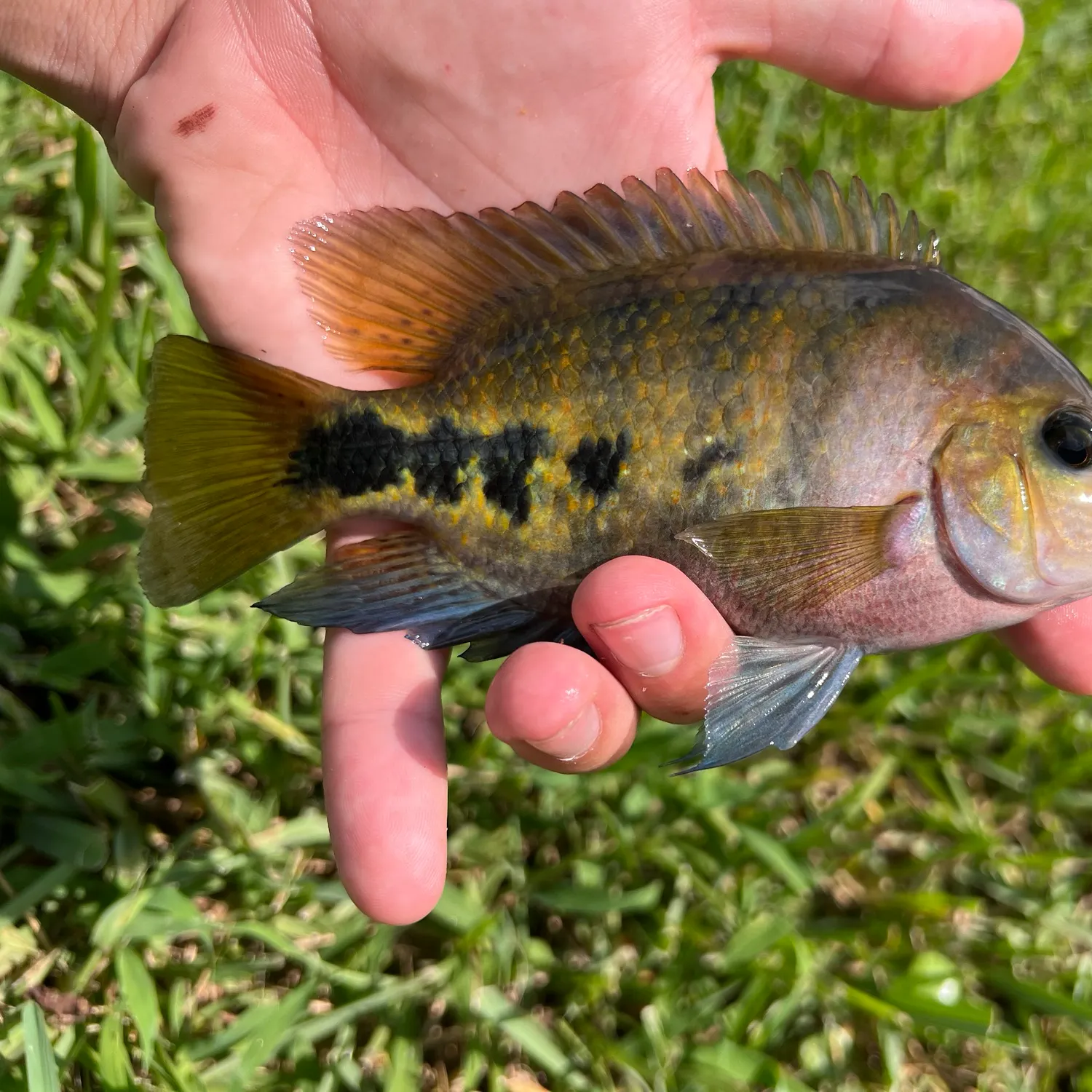 angler catch