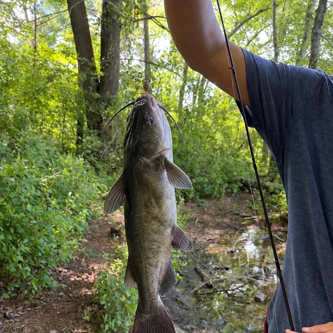 Channel catfish caught on Fishbrain