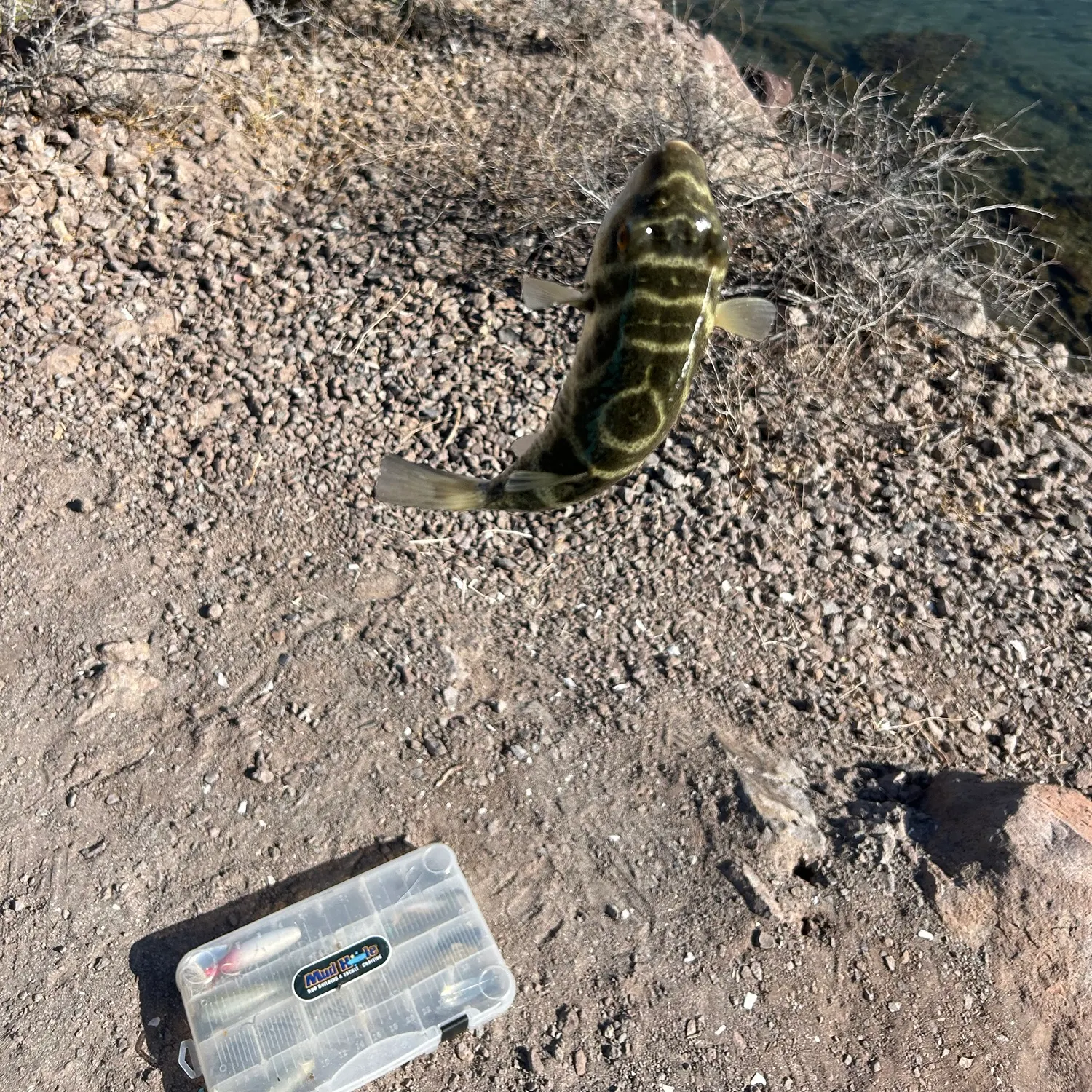 The most recent Milkspotted puffer catches on Fishbrain