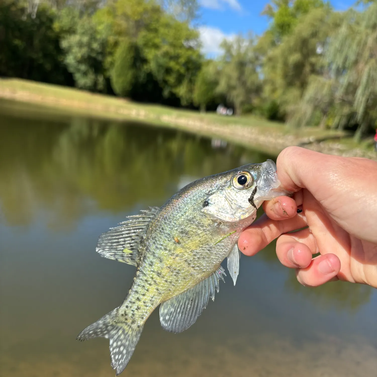White crappie caught on Fishbrain
