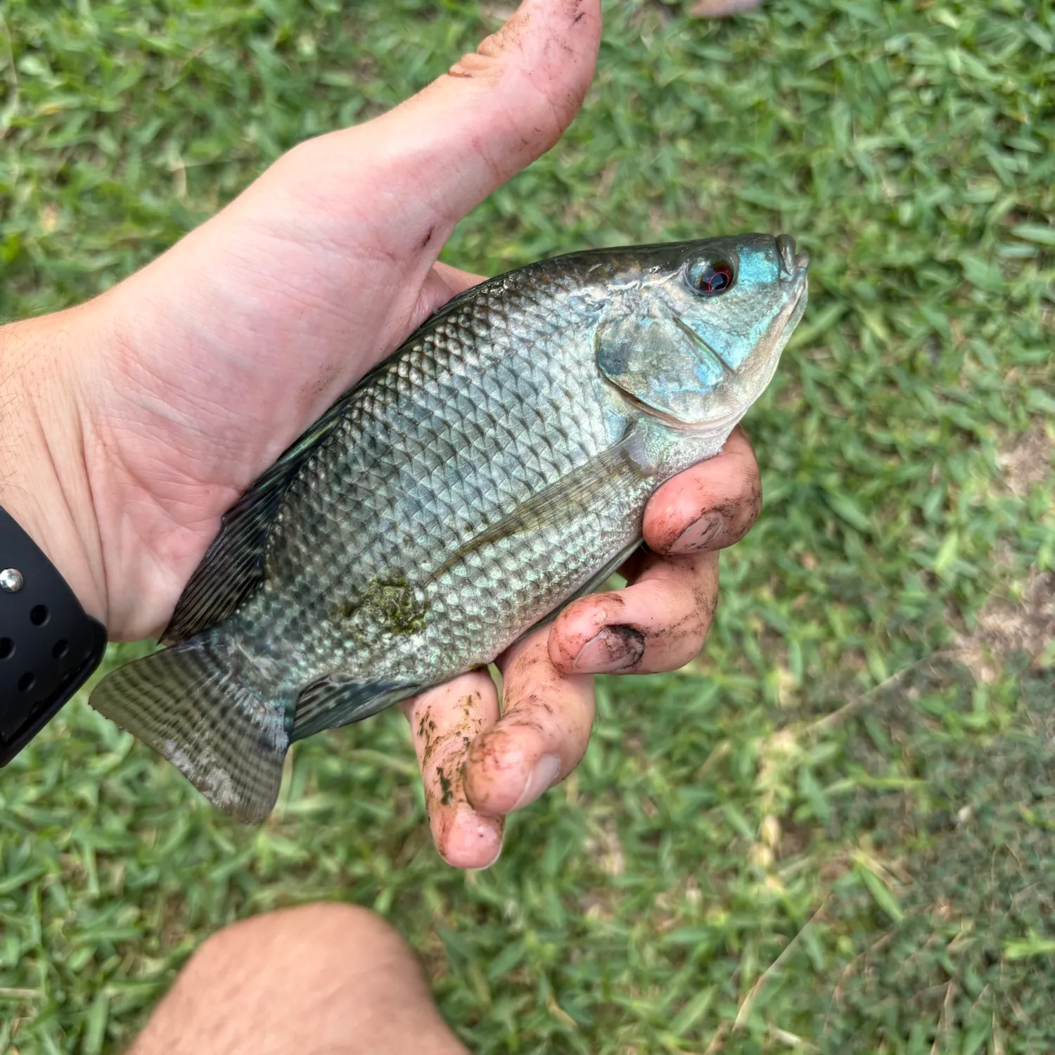 Nile tilapia caught on Fishbrain
