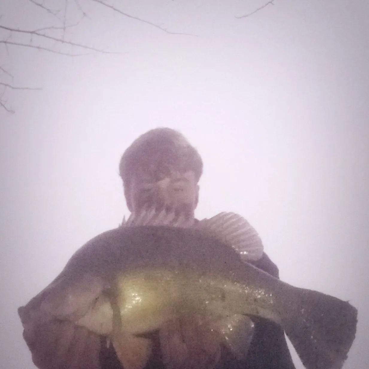 Golden perch caught on Fishbrain