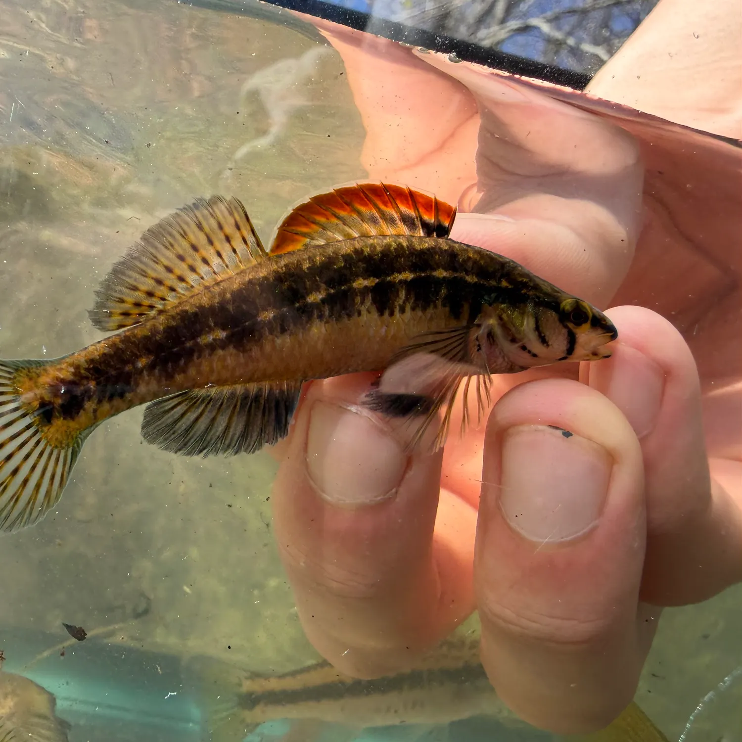 The most recent Cypress darter catches on Fishbrain