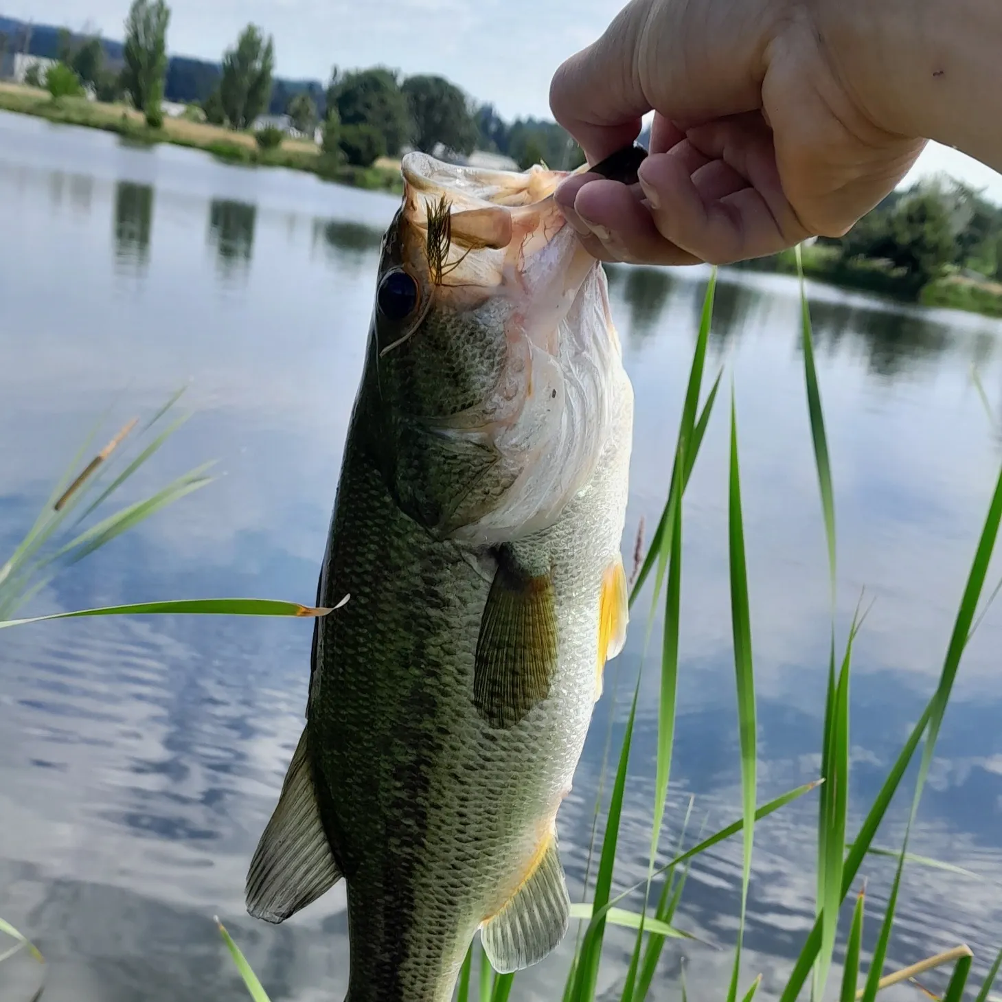 Largemouth bass caught on Fishbrain