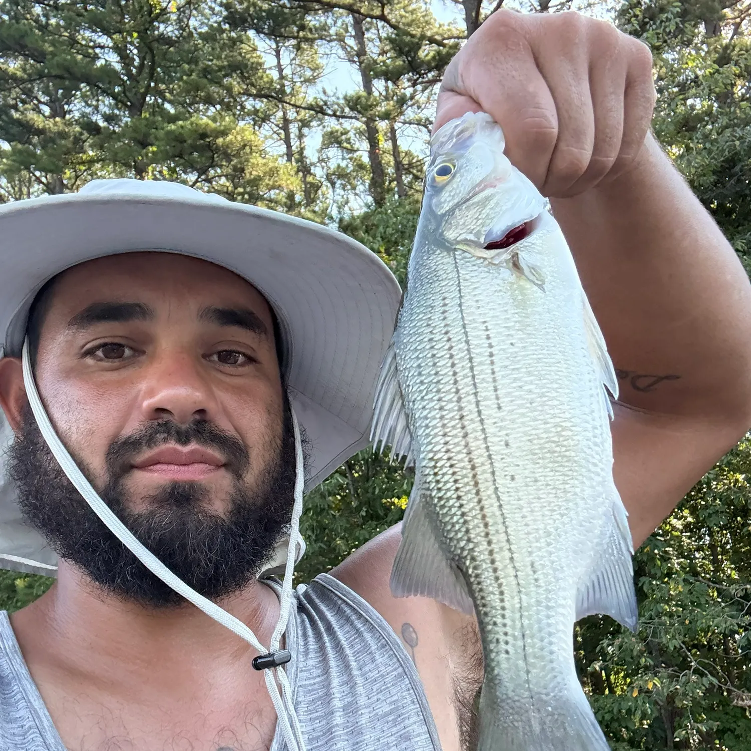 White bass caught on Fishbrain