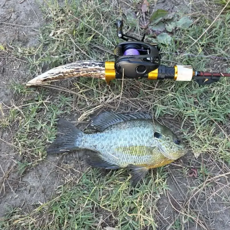 Bluegill caught on Fishbrain