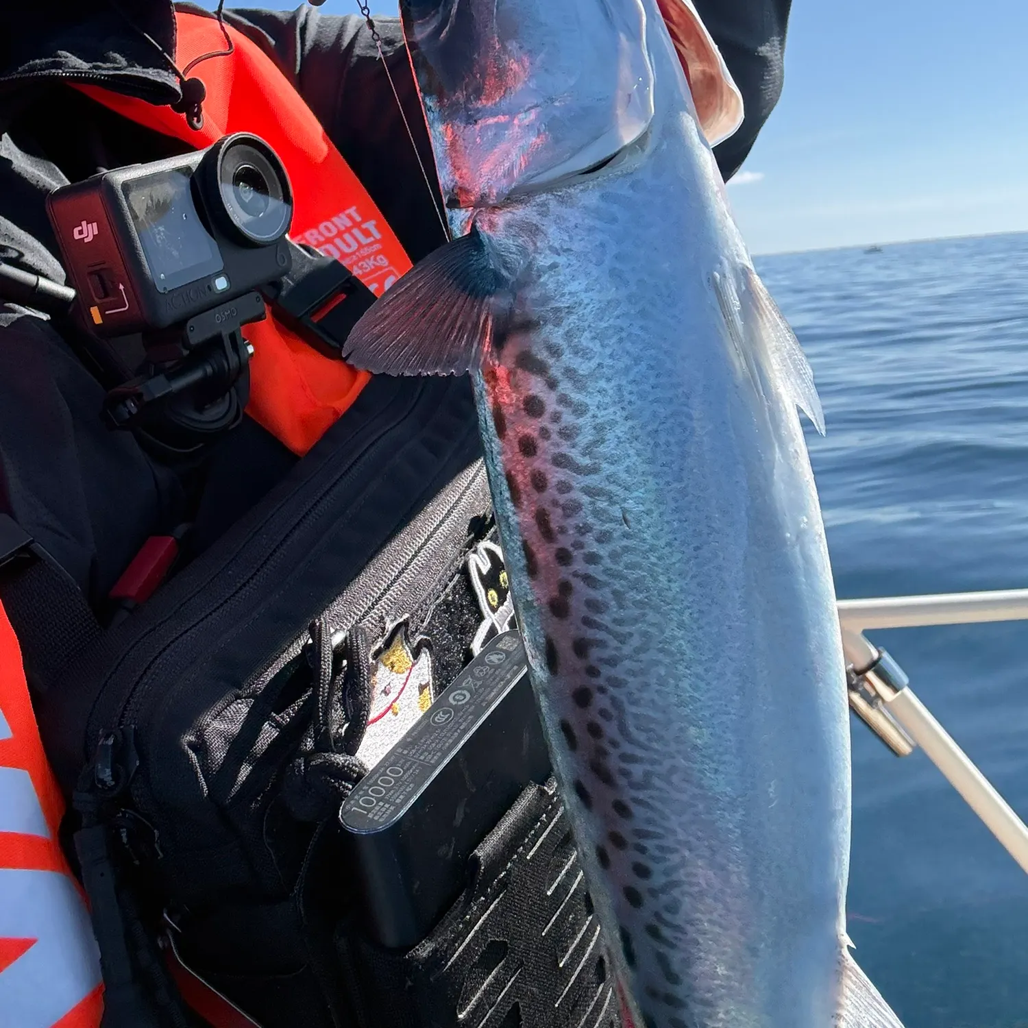The most recent Australian spotted mackerel catches on Fishbrain