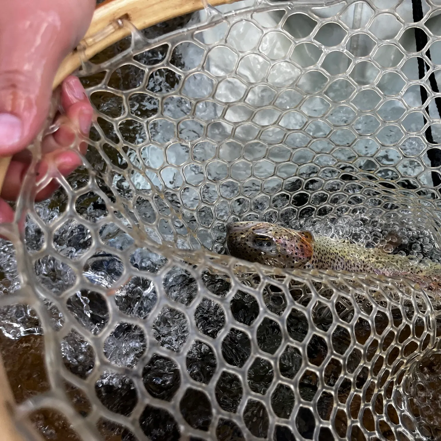 Rainbow trout caught on Fishbrain