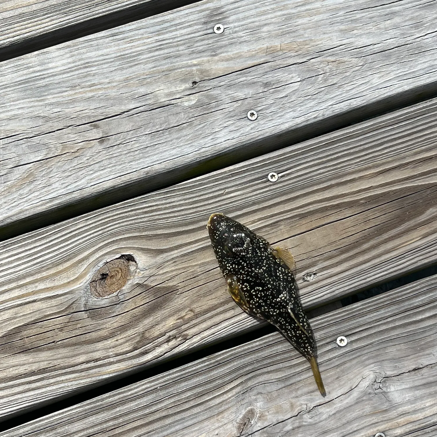 The most recent Southern puffer catches on Fishbrain