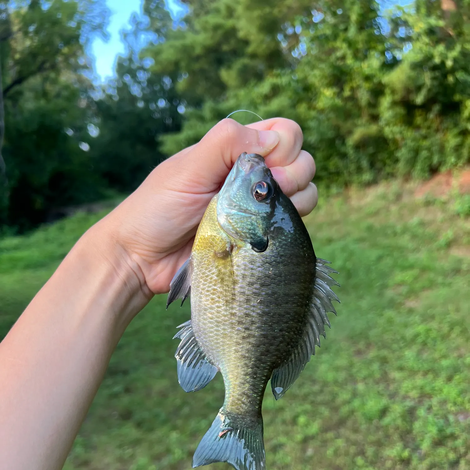 Bluegill caught on Fishbrain