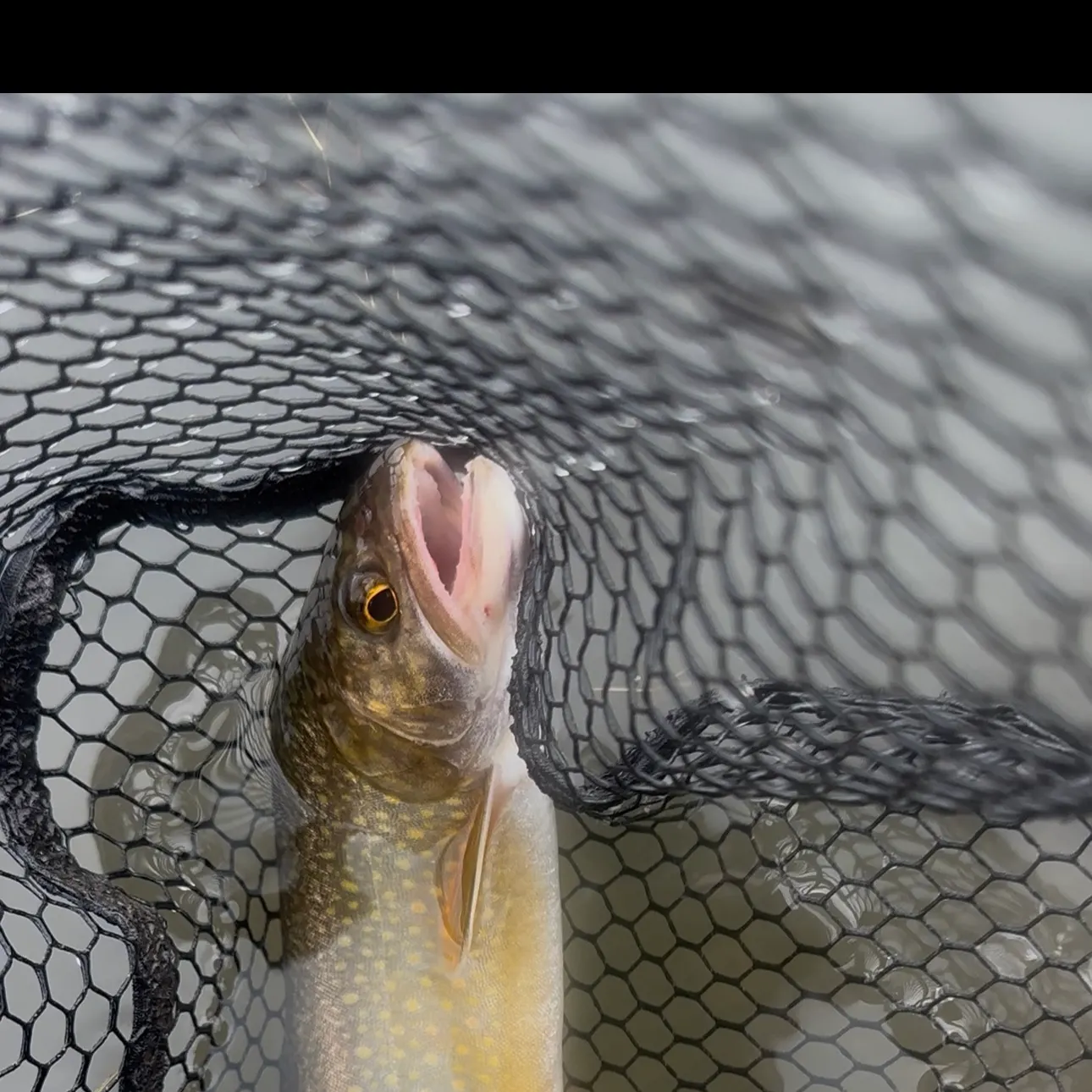 Splake caught on Fishbrain