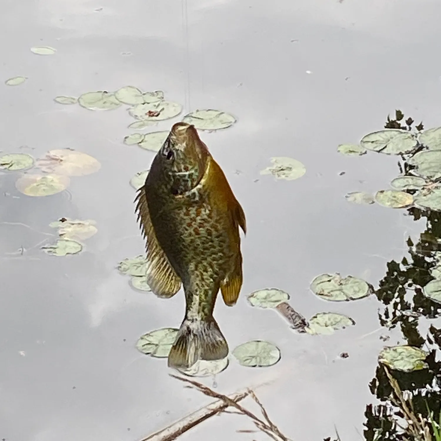 Pumpkinseed caught on Fishbrain