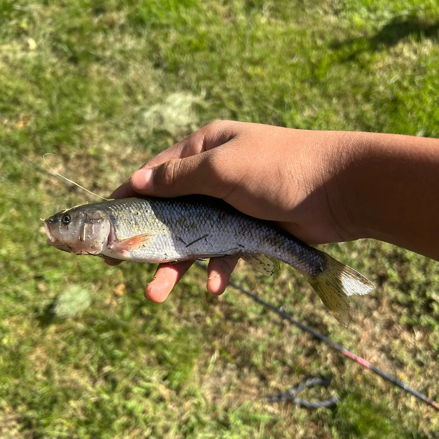 Creek chub caught on Fishbrain