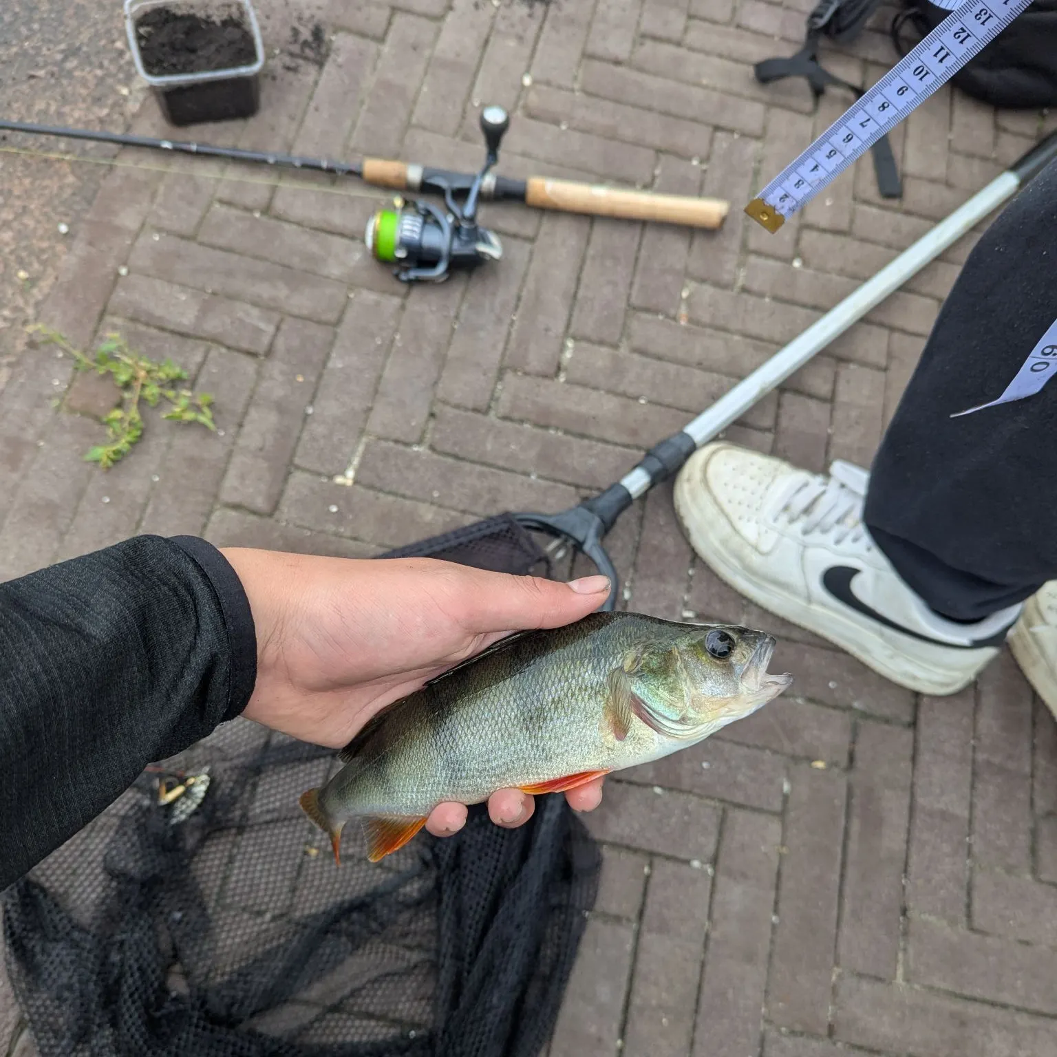 European perch caught on Fishbrain
