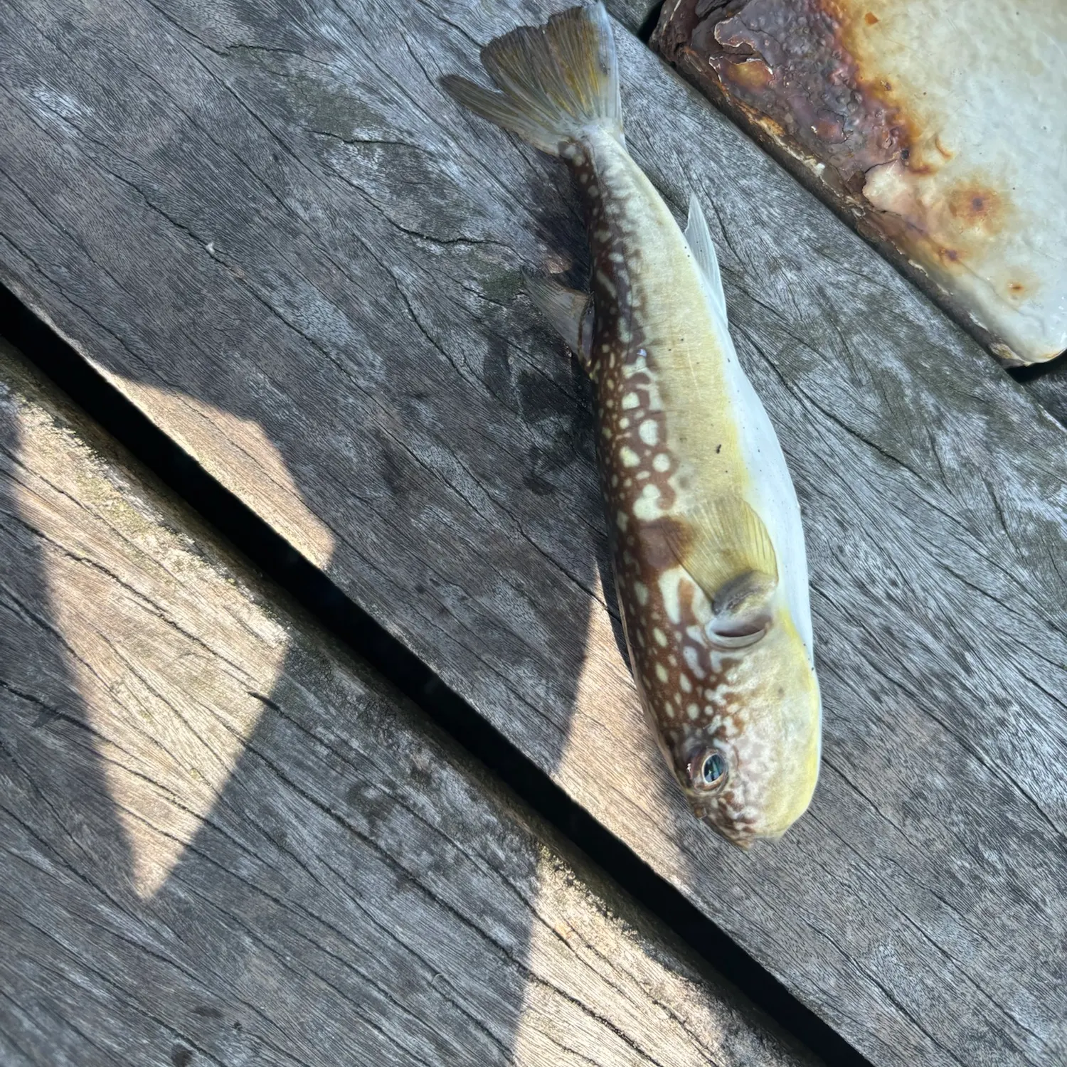 The most recent Japanese pufferfish catches on Fishbrain