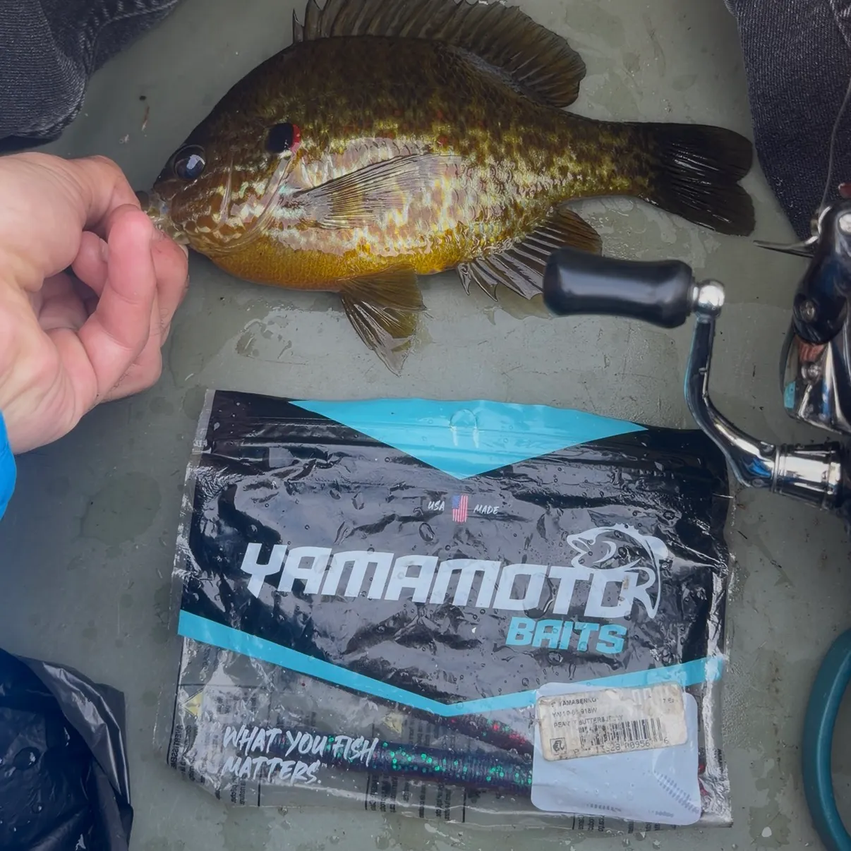 Pumpkinseed caught on Fishbrain