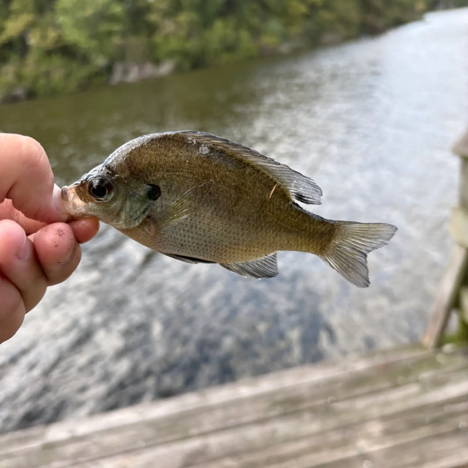 Bluegill caught on Fishbrain