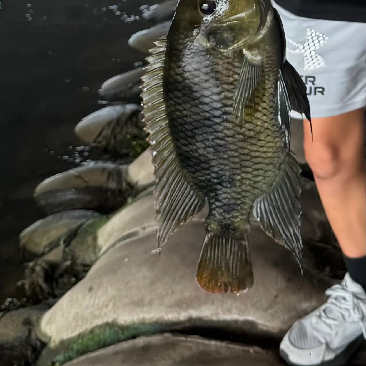 Spotted tilapia caught on Fishbrain