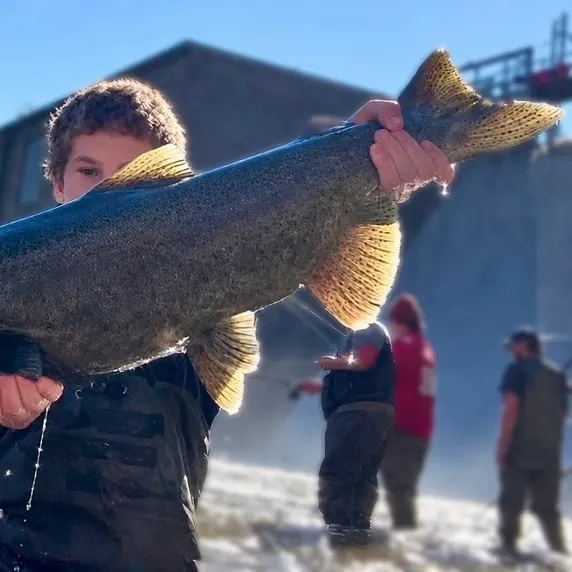 Chinook salmon caught on Fishbrain