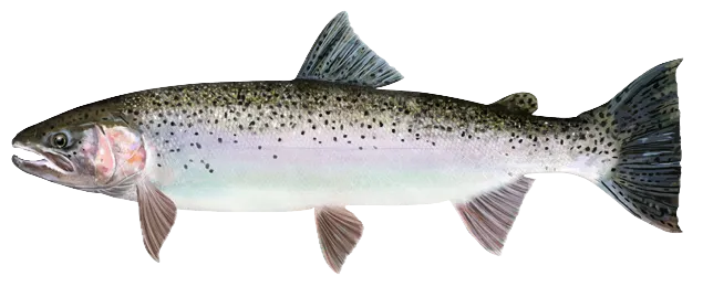 Steelhead