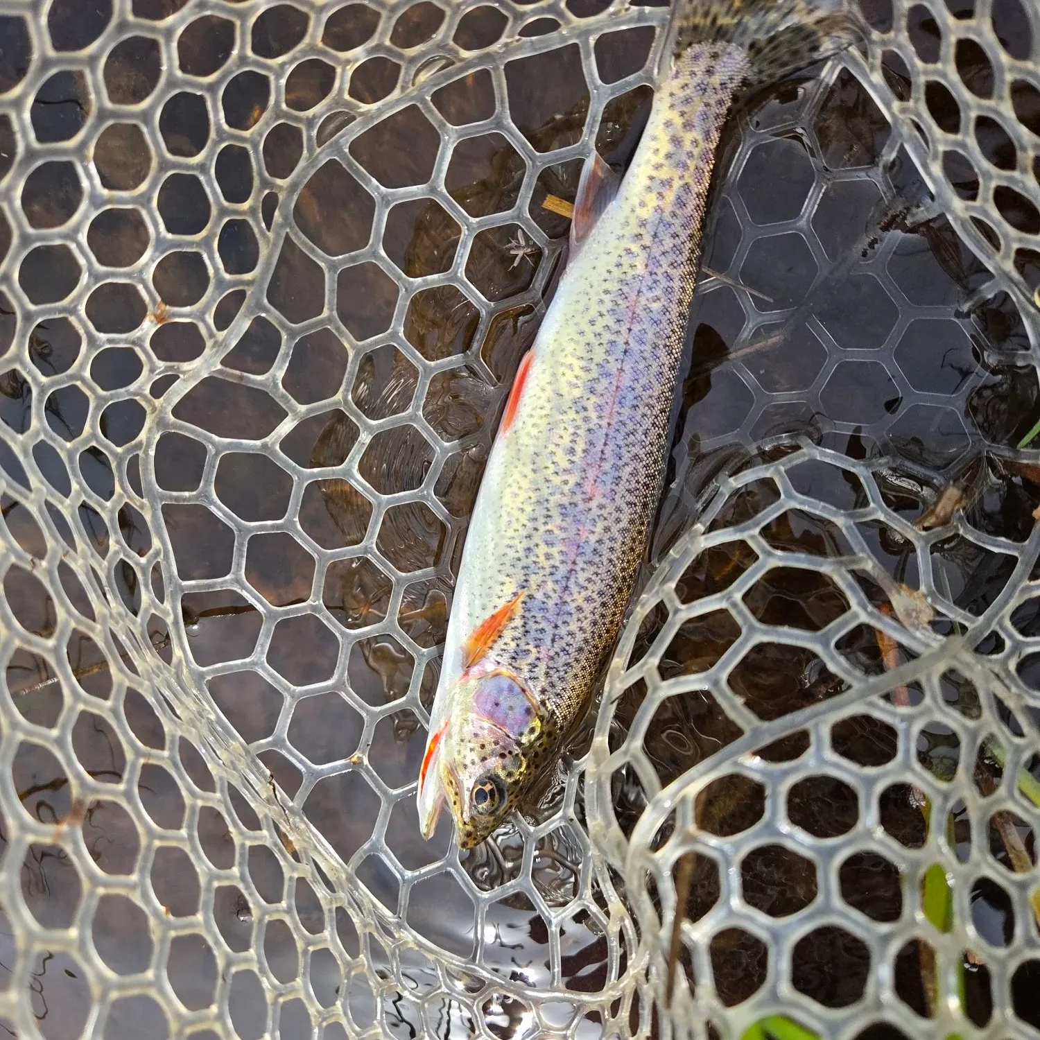 The most recent Coastal cutthroat trout catches on Fishbrain