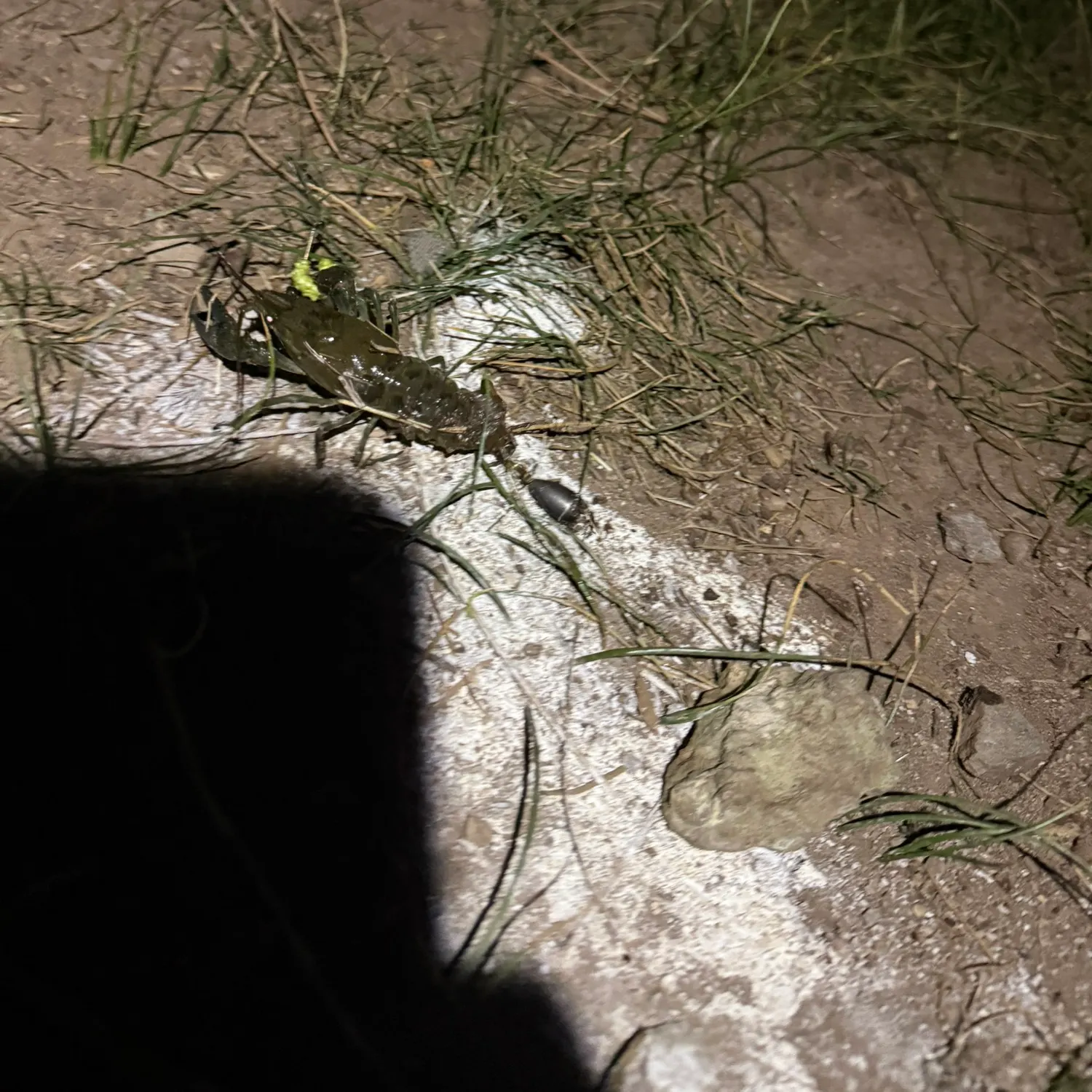 The most recent Rusty crayfish catches on Fishbrain