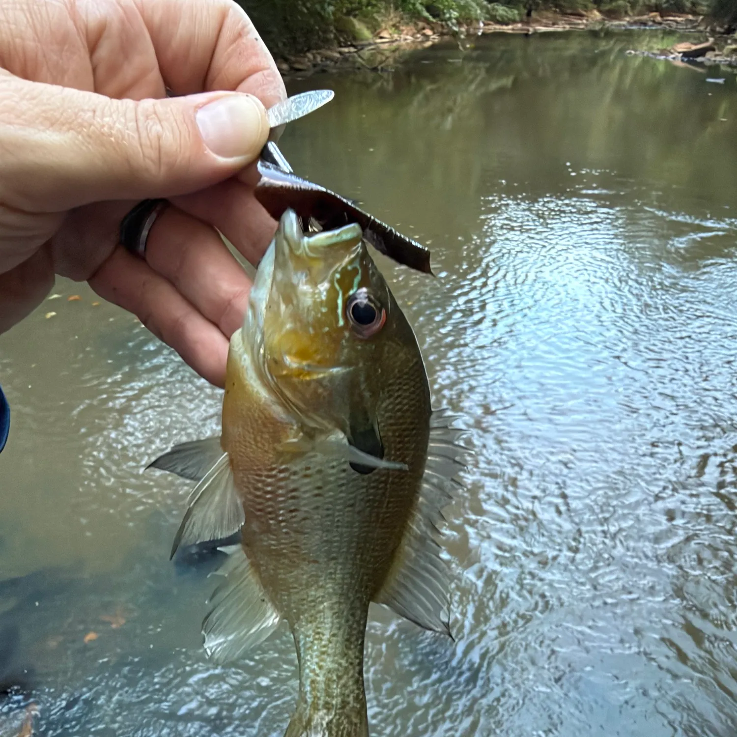 Redbreast sunfish caught on Fishbrain