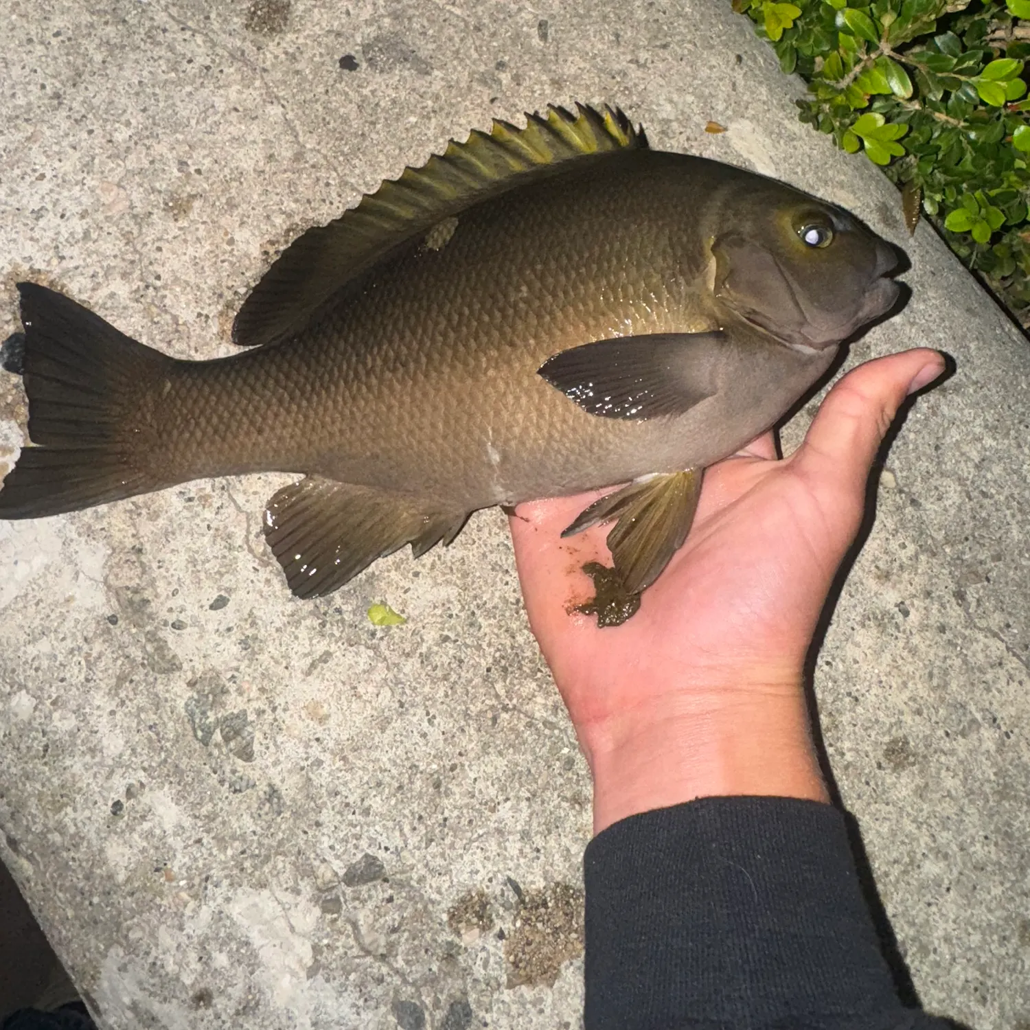 recently logged catches