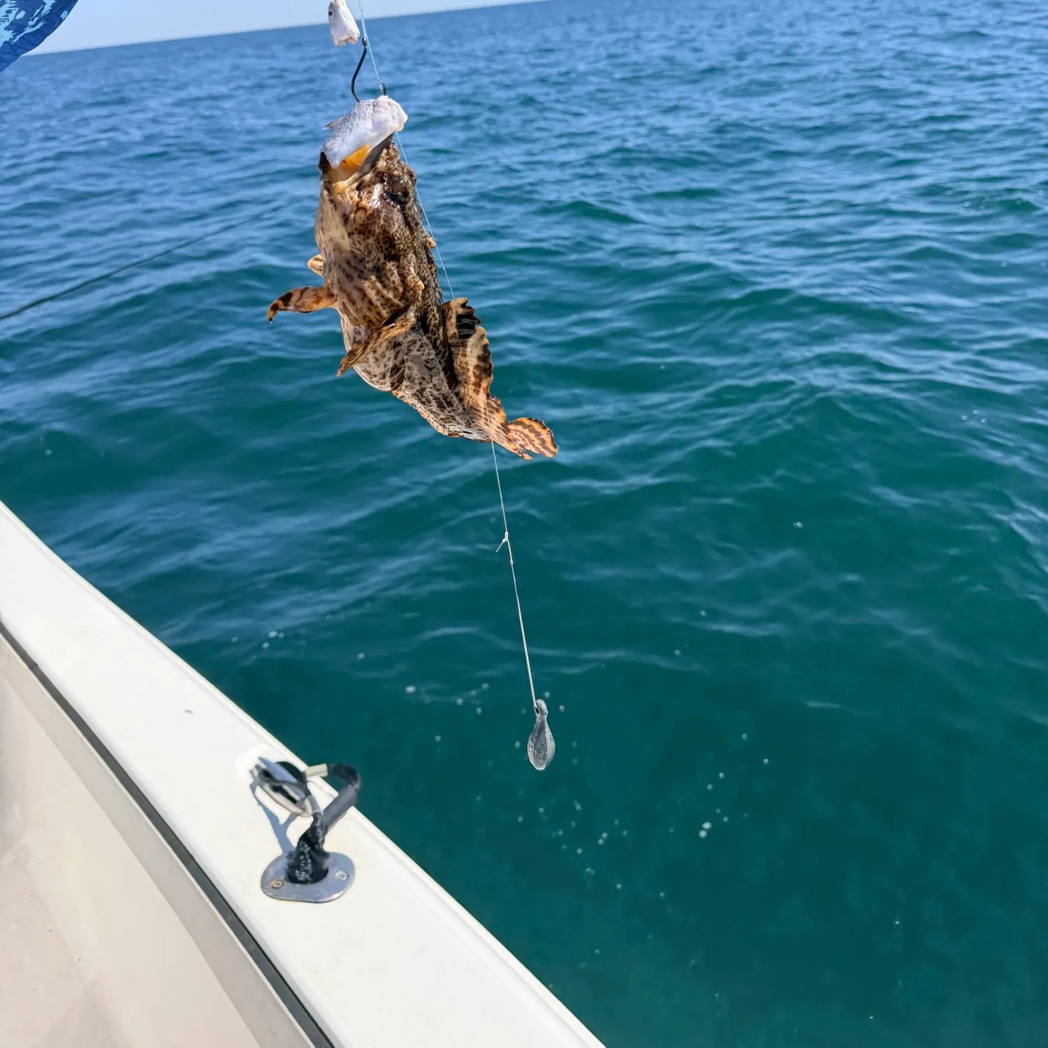 Oyster toadfish caught on Fishbrain