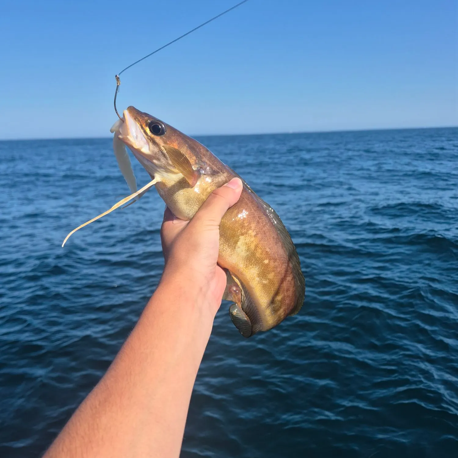 The most recent Red hake catches on Fishbrain