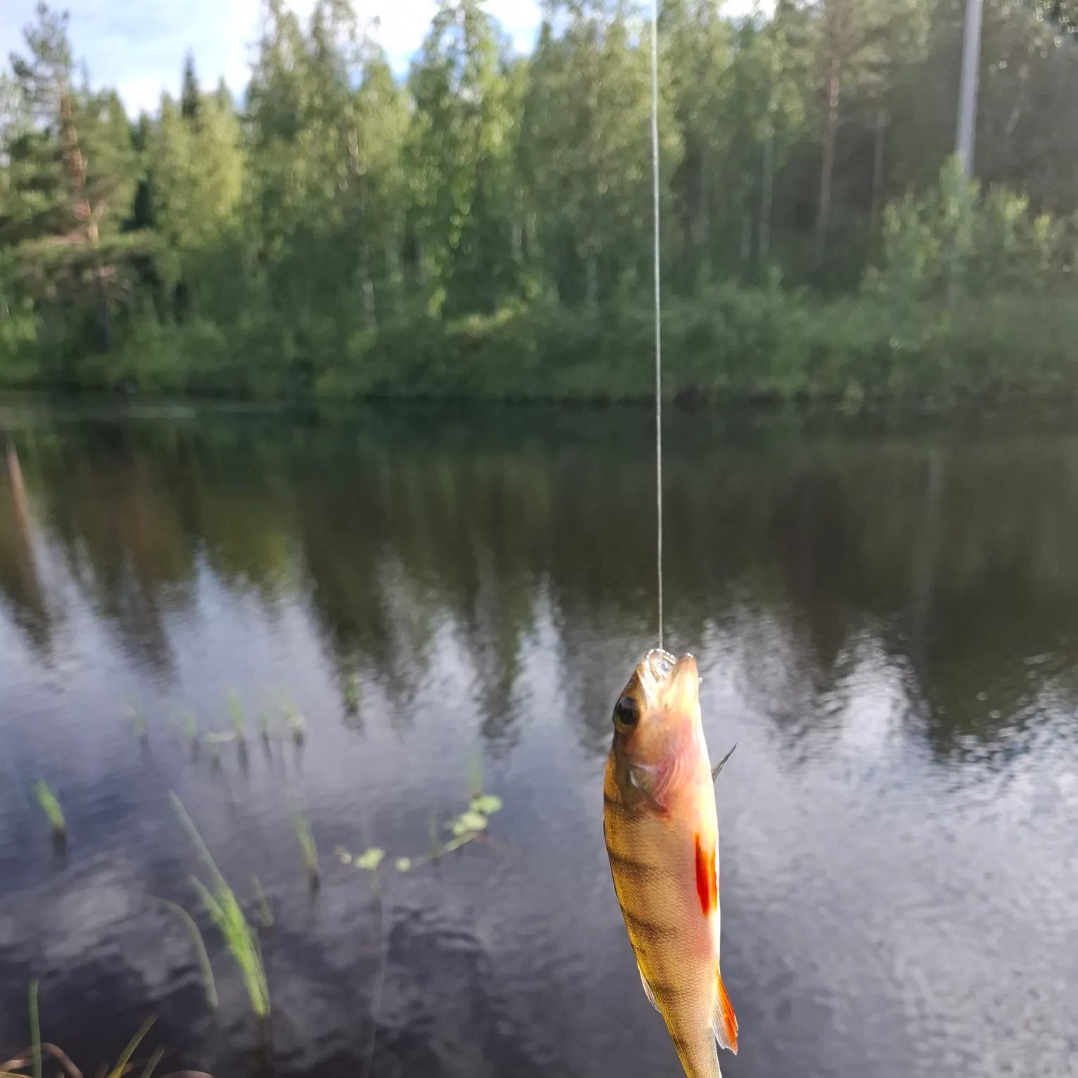 European perch caught on Fishbrain