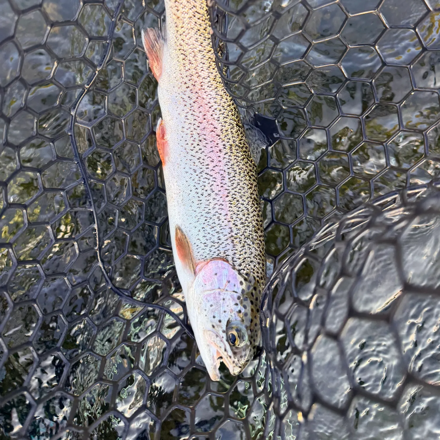 Rainbow trout caught on Fishbrain