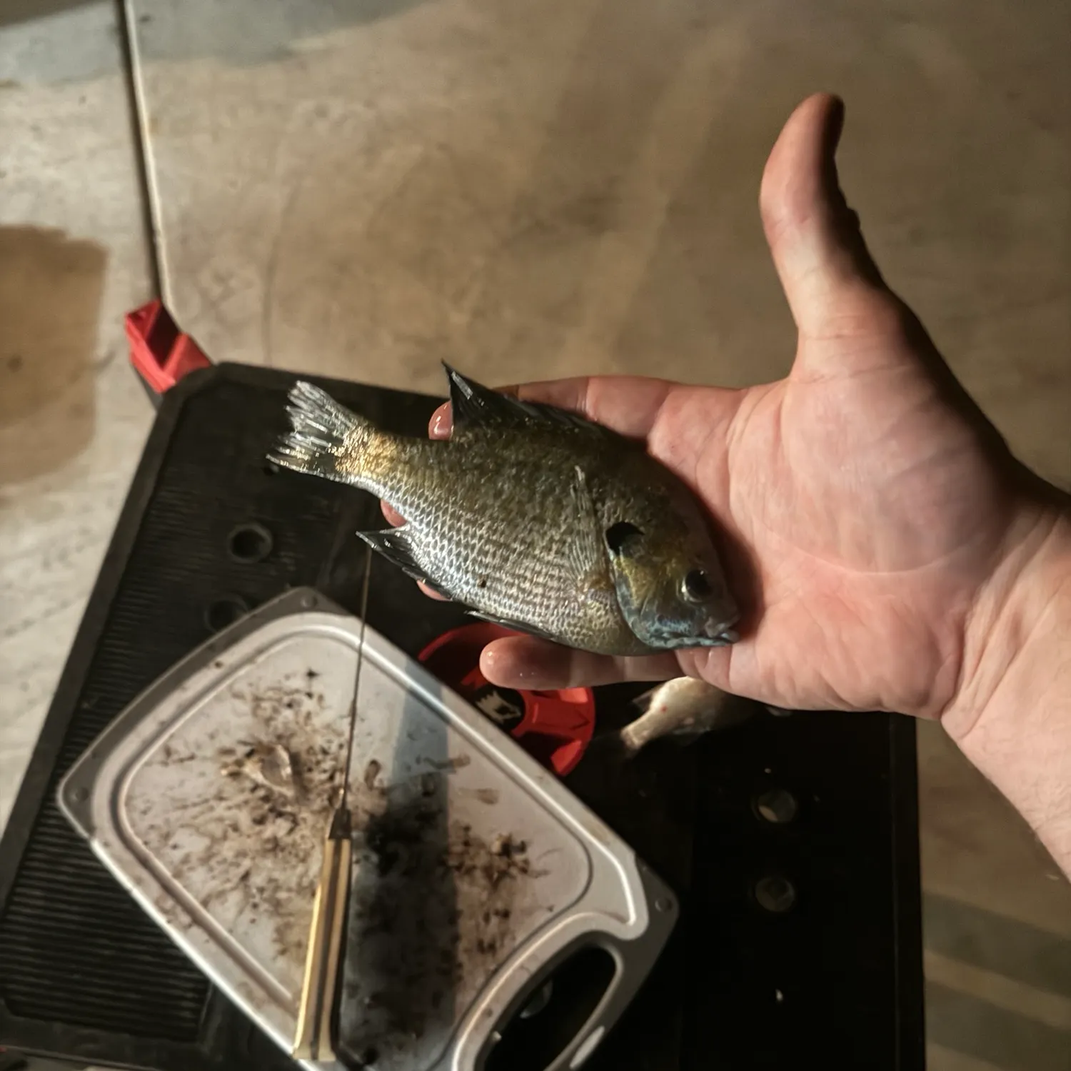 Bluegill caught on Fishbrain