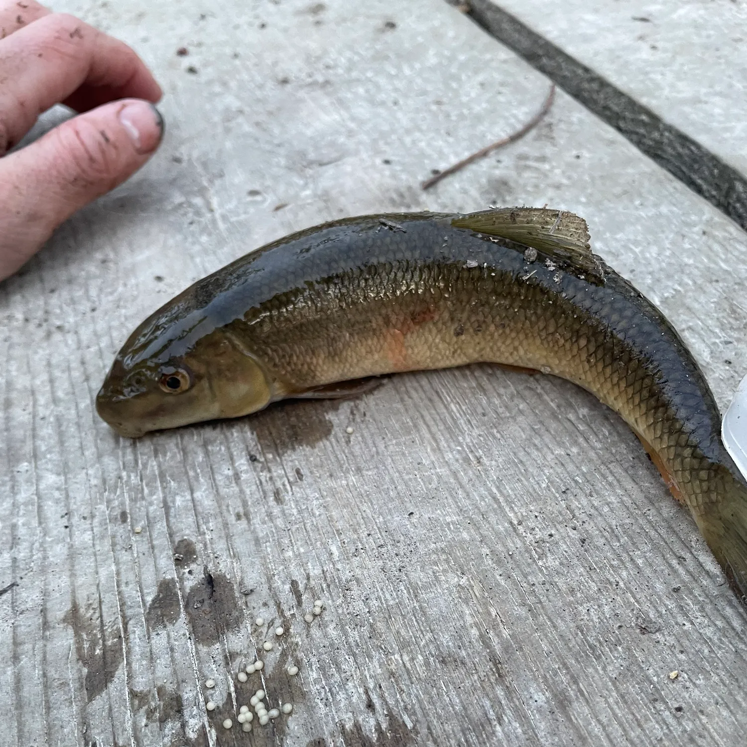 The most recent Silver redhorse catches on Fishbrain
