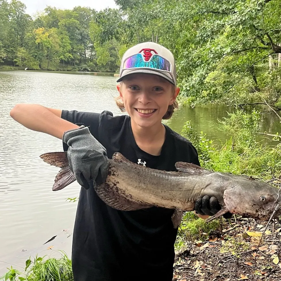 Channel catfish caught on Fishbrain